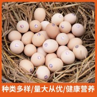 批發(fā)太空烏雞蛋 整件批發(fā)新鮮雞蛋 烏骨雞非五黑綠殼蛋雞蛋現(xiàn)撿